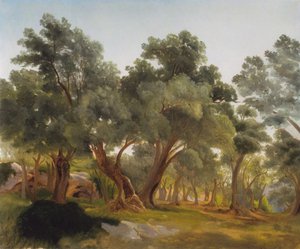 Olive Grove